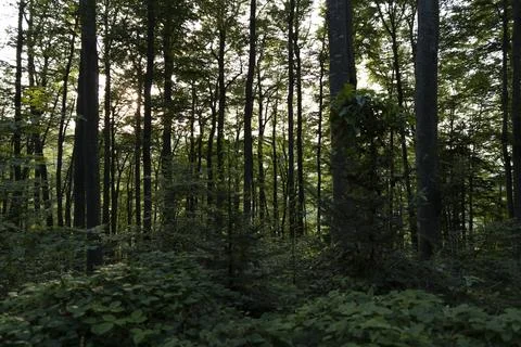 Trees in the forest with sun setting in the distance Stock Photos