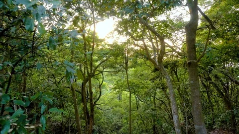Trees In Forest With Sun Shining Through Stock Footage 90081690