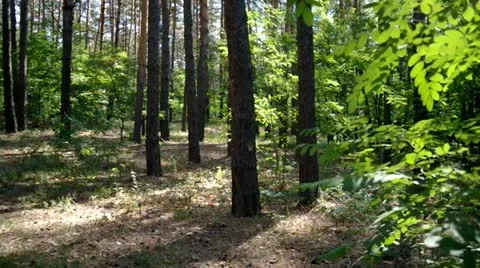 Trees forest in  sunlight Stock Footage 11806673