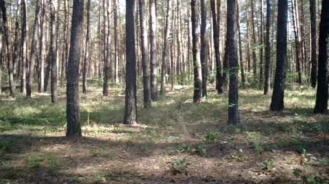 Trees forest in  sunlight Stock Footage 11806677