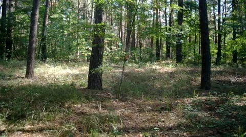 Trees forest in  sunlight Stock Footage 11806732