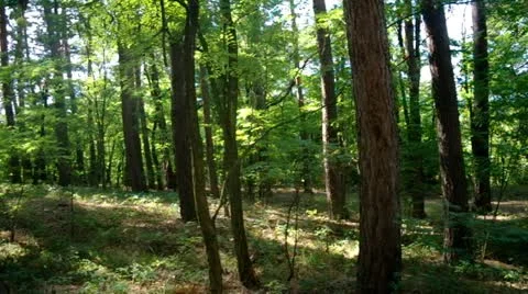 Trees forest in  sunlight Stock Footage 11806741