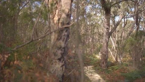 Trees in forest on a sunny day Stock Footage 76096799