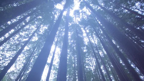 Trees in forest on a sunny day Stock Footage 76103296