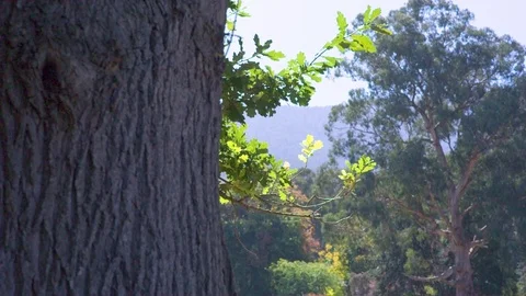 Trees in forest on a sunny day Stock Footage 76138686