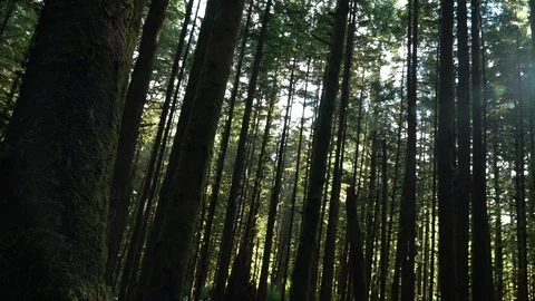 Trees in forest on a sunny day Stock Footage 97598550