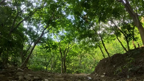Trees in forest on sunny day Vídeo Stock 313525956