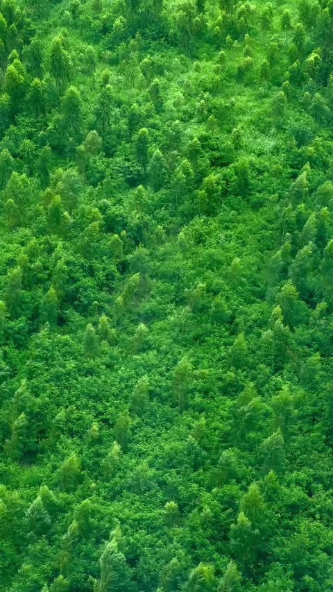 Trees in the forest sway in the wind Stock Footage 287427162