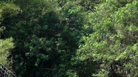 Trees in the forest swaying in strong winds Stock Footage 322909761