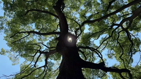Trees in the forest swaying in the wind and the sun, fresh green season Stock Footage 329278641