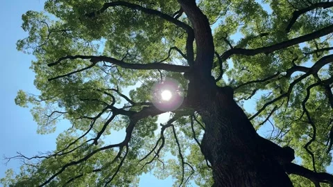 Trees in the forest swaying in the wind and the sun, fresh green season Stock Footage 329278797