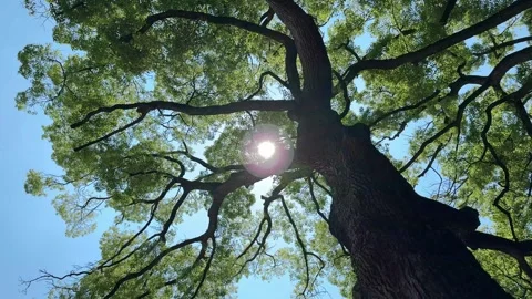 Trees in the forest swaying in the wind and the sun,and small birds flying .. Video stock 329278820