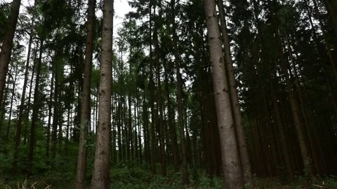 Trees in the Forest, Tree Look, Static View, Sky View, Green Forest Stock Footage 248474657