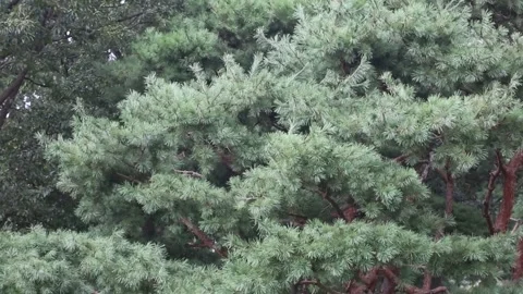 Trees in the forest, trees in the mountain Stock Footage 306034083