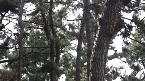 Trees in the forest, trees in the mountain Video stock 306040438