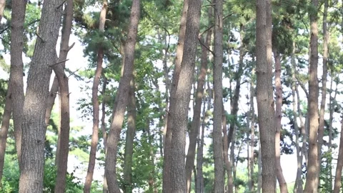 Trees in the forest, trees in the mountain Video stock 306040446