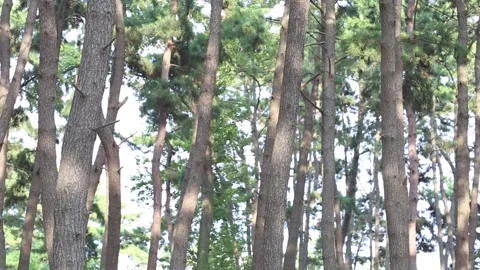 Trees in the forest, trees in the mountain Video stock 306040449