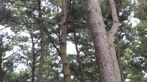 Trees in the forest, trees in the mountain Video stock 306040474