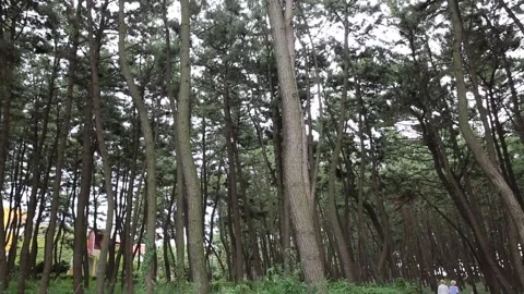 Trees in the forest, trees in the mountain Video stock 306040477