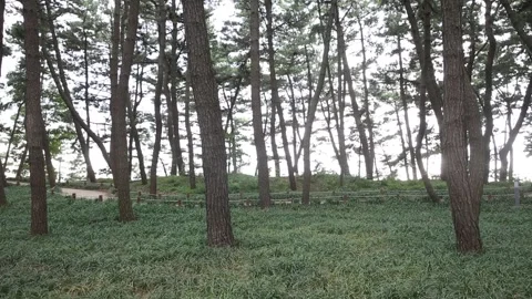 Trees in the forest, trees in the mountain Video stock 306040480