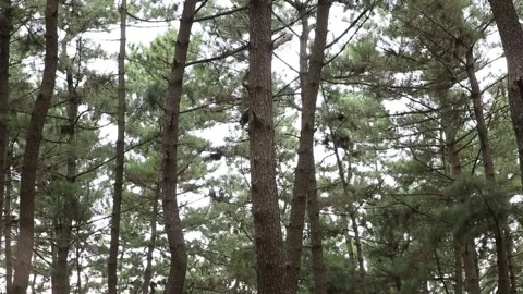 Trees in the forest, trees in the mountain Video stock 306040484