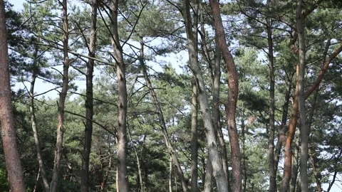 Trees in the forest, trees in the mountain Stock-Footage 310075825