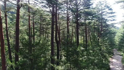 Trees in the forest, trees in the mountain Video stock 310075920