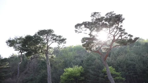 Trees in the forest, trees in the mountain Video stock 310355454