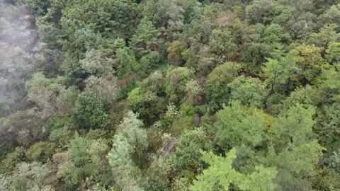 Trees in the forest, trees in the mountain Video stock 310930575