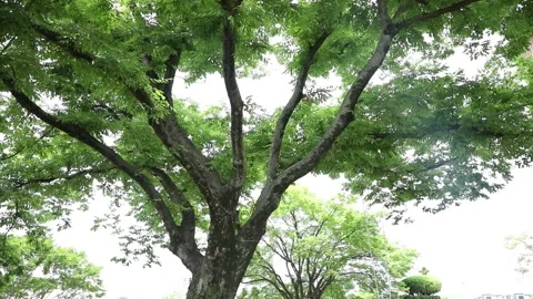 Trees in the forest, trees in the park Stock-Footage 310079886