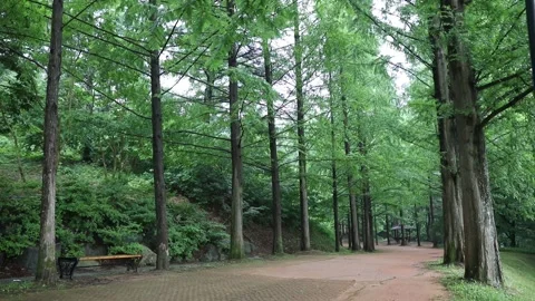 Trees in the forest, trees in the woods Vídeo Stock 310079692