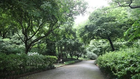 Trees in the forest, trees in the woods Video stock 310079701