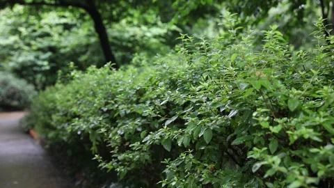 Trees in the forest, trees in the woods Video stock 310079705