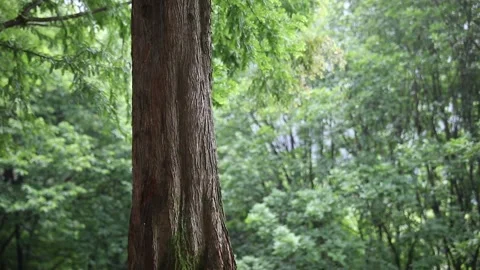 Trees in the forest, trees in the woods Video stock 310079706
