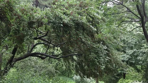 Trees in the forest, trees in the woods Video stock 310079730