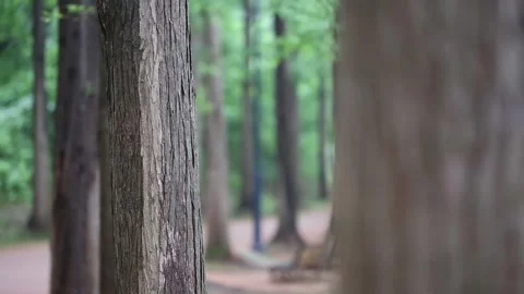 Trees in the forest, trees in the woods Stock-Footage 310079740