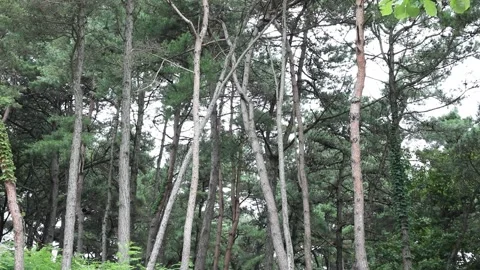 Trees in the forest, trees in the woods Video stock 310216043