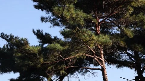 Trees in the forest, trees in the woods	 Видео 310216048