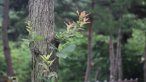  trees in the forest, trees in the woods Video stock 310216051