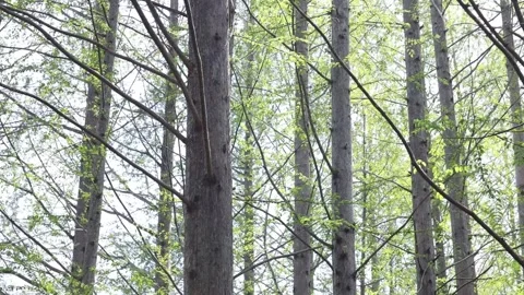 Trees in the forest, trees in the woods Stock Footage 310355466