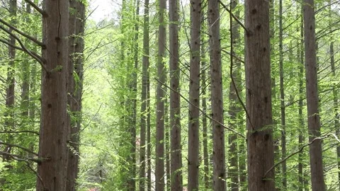  trees in the forest, trees in the woods Stock Footage 310355500
