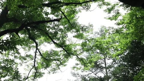 Trees in the forest, trees in the woods Video stock 310355512