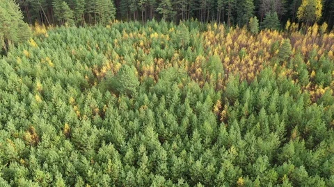 Trees in the forest vertical panorama aerial. Stock Footage 117996980