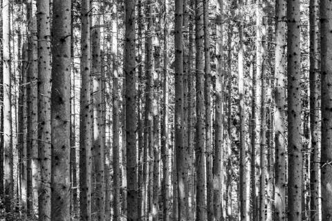 Trees in the forest in vertical structure Stock Photos