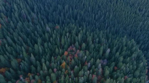 Trees In The Forest view from the air. Beautiful nature. Stock Footage 305826086