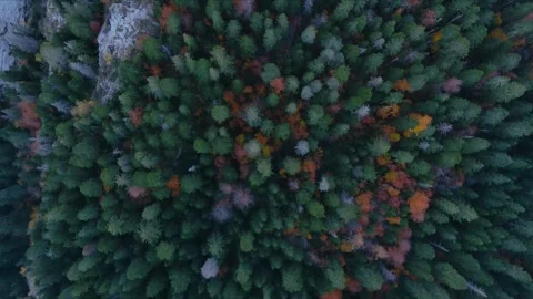 Trees In The Forest view from the air. Stock Footage 305826097