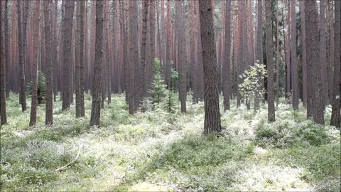 Trees in forest view green grass czech republic fresh air relax energy europe Stock Footage 138758087