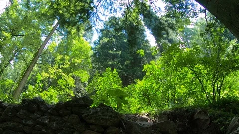 Trees in forest wind Stock Footage 124942280