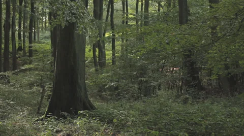 Trees In A Forest On A Windy Day Stock Footage 36629907