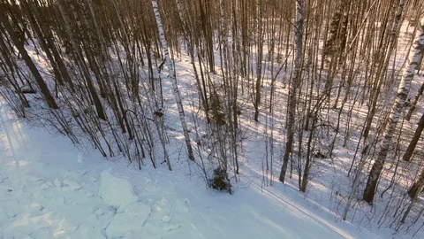Trees in forest at winter day, aerial top view Stock Footage 88033693